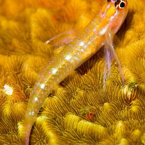 Christmas Goby