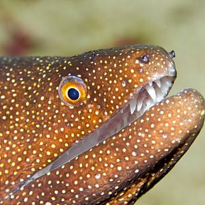 Whitemouth Moray