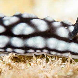 Nudibranch - Phyllidiella sp.