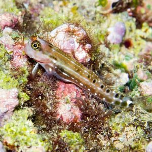 Ocular Combtooth Blenny