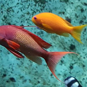 Anthias ID's