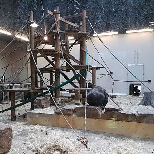 Gorilla indoor-enclosure