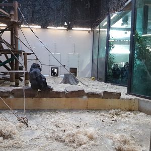Gorilla indoor-enclosure