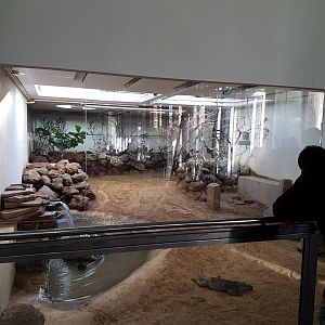 Indoor-enclosure Rhino iguana - Aldabra tortoise