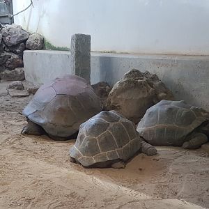 Aldabra tortoises