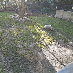 Aldabra tortoise Outdoor-enclosure