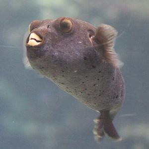 Pufferfish