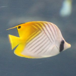 Threadfin butterflyfish - Chaetodon auriga
