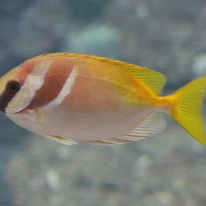 Rabbitfish ID