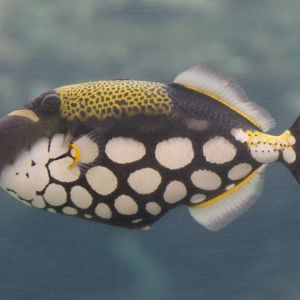Leopard triggerfish - Balistoides conspicillum