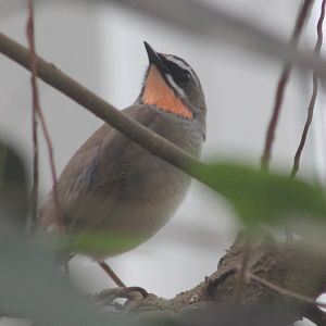 Siberian rubythroat