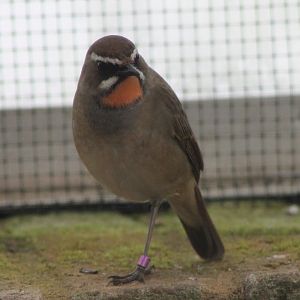 Siberian rubythroat