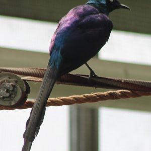 Golden-breasted starling