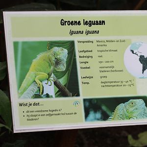 Sign Green Iguana