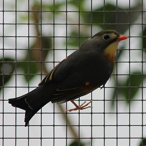 Peking Robin