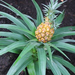 Pine-apple
