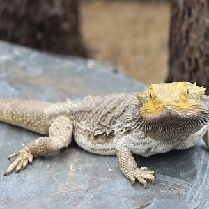 Bearded dragon