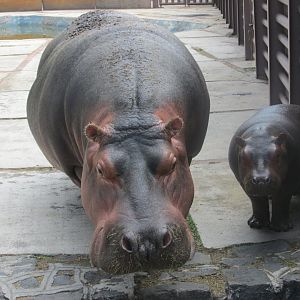 nile hippos