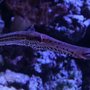 May. 2017 - Seahorses: Unbridled Fun - ID Please?