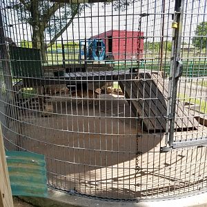 Dingo Exhibit- Wild Animal Safari Park Missouri