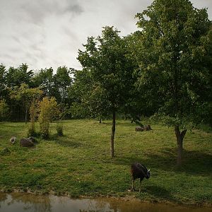 Southern cassowary exhibit