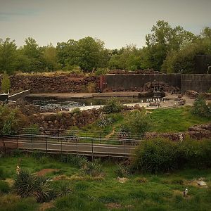 Humboldt penguin huge exhibit