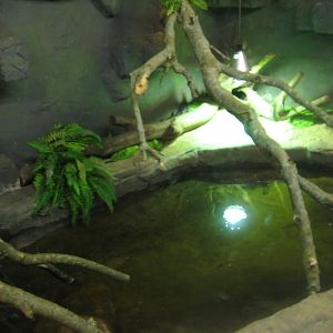 Glad Zoo - Tropical house - Caiman exhibit