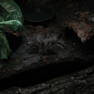 Glad Zoo - Tropical house - Tarantula exhibit