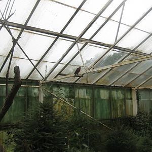 Glad Zoo - Tropical house - Free-flight hall