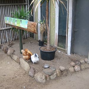 Glad Zoo - Tropical house - Free-flight hall