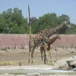reticulated giraffes