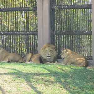 african lions