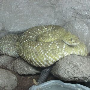 mexican west coast rattlesnake