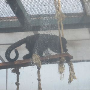 mexican black howler monkey