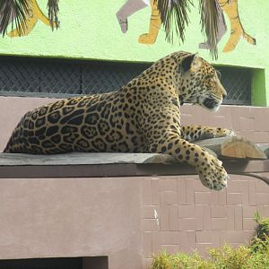 jaguar
