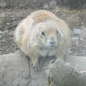 prarie dog
