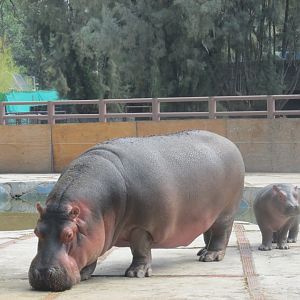 nile hippos
