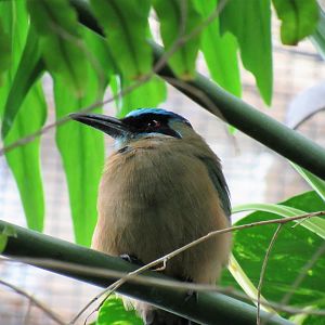 Blue-crowned motmot