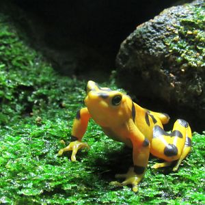 Panamanian golden frog