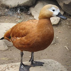Ruddy shelduck