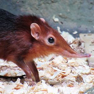 Black-and-rufous elephant shrew