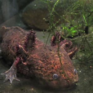 Anderson's salamander