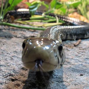 African forest cobra