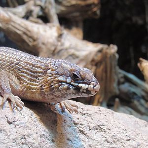 Hosmer's skink
