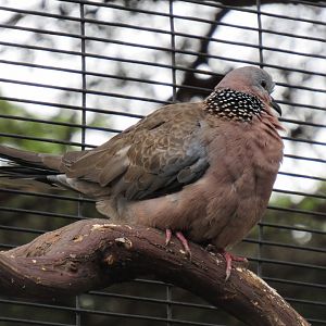 Spotted dove