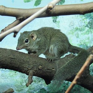 Northern tree shrew