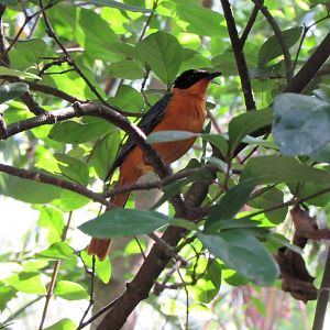 Snowy-crowned robin-chat