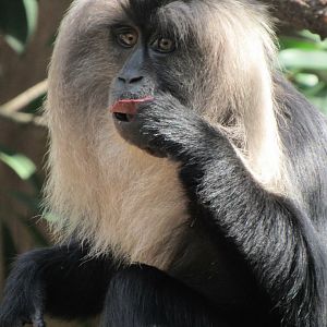 Lion-tailed macaque