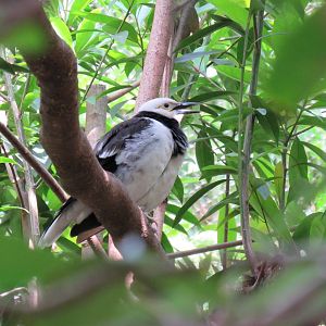 Black-collared starling