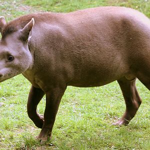 Brazilian tapir; Linton; 13th May 2017